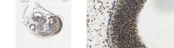 MilliporeSigma phospho Smad1/Smad5/Smad8 (Ser463/465), Rabbit, Unlabeled,